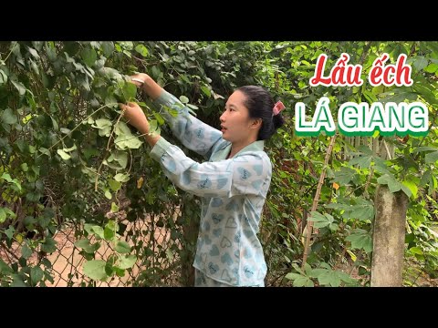 Hái Lá Giang Đeo Hàng Rào Vô Nhúng Lẩu Ếch Lá Giang - Em Gái Quê