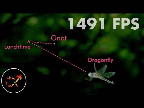 Dragonflies hunt by predicting the future