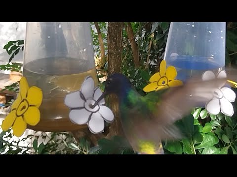 Bebedouro feito com copo de requeijão