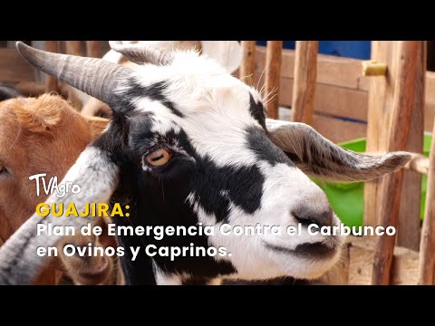 Guajira: Plan de Emergencia Contra el Carbunco en Ovinos y Caprinos - TvAgro por Juan Gonzalo Angel