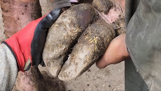 اخطر جاموسة فى الحارة شغل قدام البيت