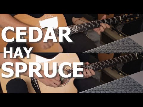 Có tiền thì mua đàn guitar gì? Gỗ Cedar hay Spruce?