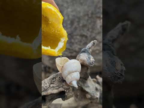 Nature-Inspired Shell Candle #survival #outdoors #diy #bushcraft  #youtubeshorts