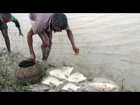 আজ গড়া জালে সুন্দরবনের মাছে ভরপুর। Fishing in River Bangladesh। দাতিনে ও কোরাল মাছ ধরা/Fishing video