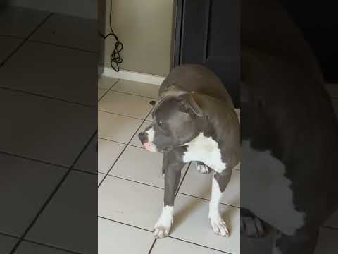 Si cara del perro JAJAJA