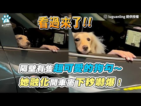 【隔壁有隻超可愛的狗勾～ 她融化開車窗下秒嚇爆！】｜IG / luguanling｜FB / 八卦村 – 行車紀錄器影片上傳中心｜網友 / 徐燕馨