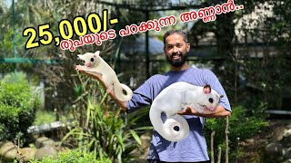 🔥25,000/- രൂപയുടെ വെള്ള വവ്വാലോ ?? | Bought New pet For backyard Forest 