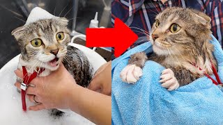 お風呂が大嫌いな猫vsプロのグルーマーさんの結末がコチラ🤣🤣🤣