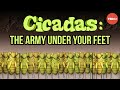 Cicadas: Nature's Timed Phenomenon