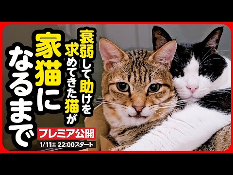 【感動】脱水と衰弱...フラフラで助けを求めてきた猫が 幸せな家猫になるまで【まとめ】