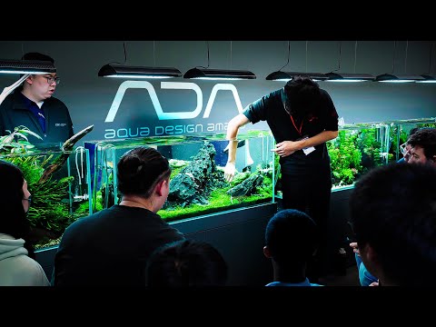 The JAPANESE Way of Aquascaping | How ADA Maintains Their Aquariums?