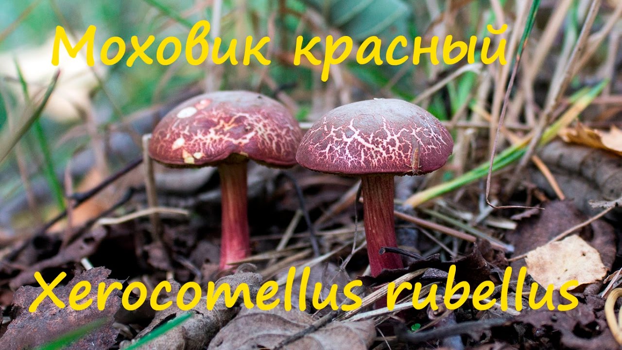 Моховик красный - тоже съедобный