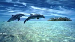 Dolphin dreams  Melody oceans 
