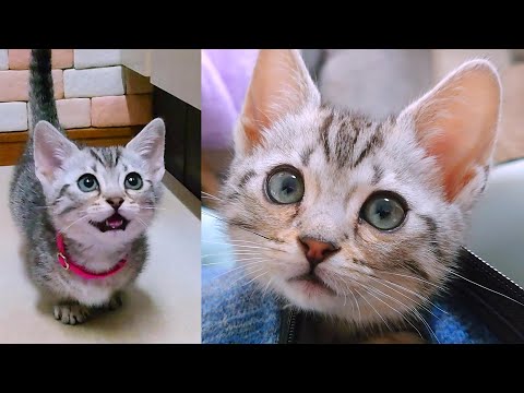 【回想】もっと子猫時代を楽しみたかった！ルナのかわいさにキュン💕