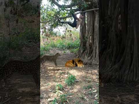 lion ko pakad liya #animal #tigertiger #shortsviral #trending #tiger #peacock #shortvideos