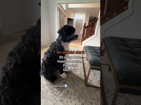 Diabetic alert dog smells his girl at a DIFFERENT house!!