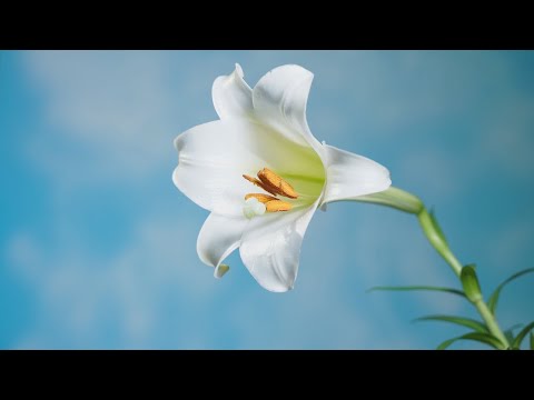 新北市農業局-台灣百合復育紀錄片 - YouTube(4分29秒)