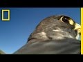 Bird Flight Observation and Emotion