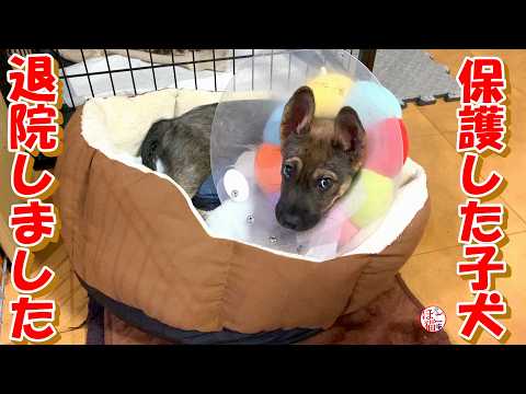 【保護犬　子犬】保護した子犬退院しました＋おまけコーナー
