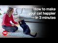 The Power of Play for Cats
