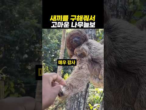 새끼를 구해줘서 감사한 어미 나무늘보