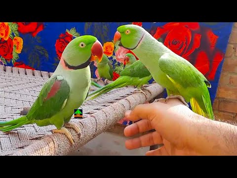 Chocolate Talking And Having Fun With Raw Parrots