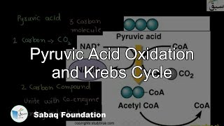 Oxidation of Pyruvic Acid and  Krebs Cycle