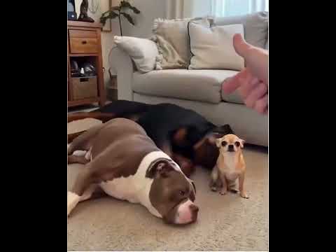 "The audacity of Dog 3 to negotiate his performance fee."