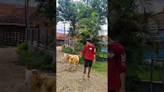 bounding.. . .. #sheep #farming #farm #animals #animal #goat #goats #fyp #fypシ