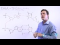 DNA Structure and Function Concepts