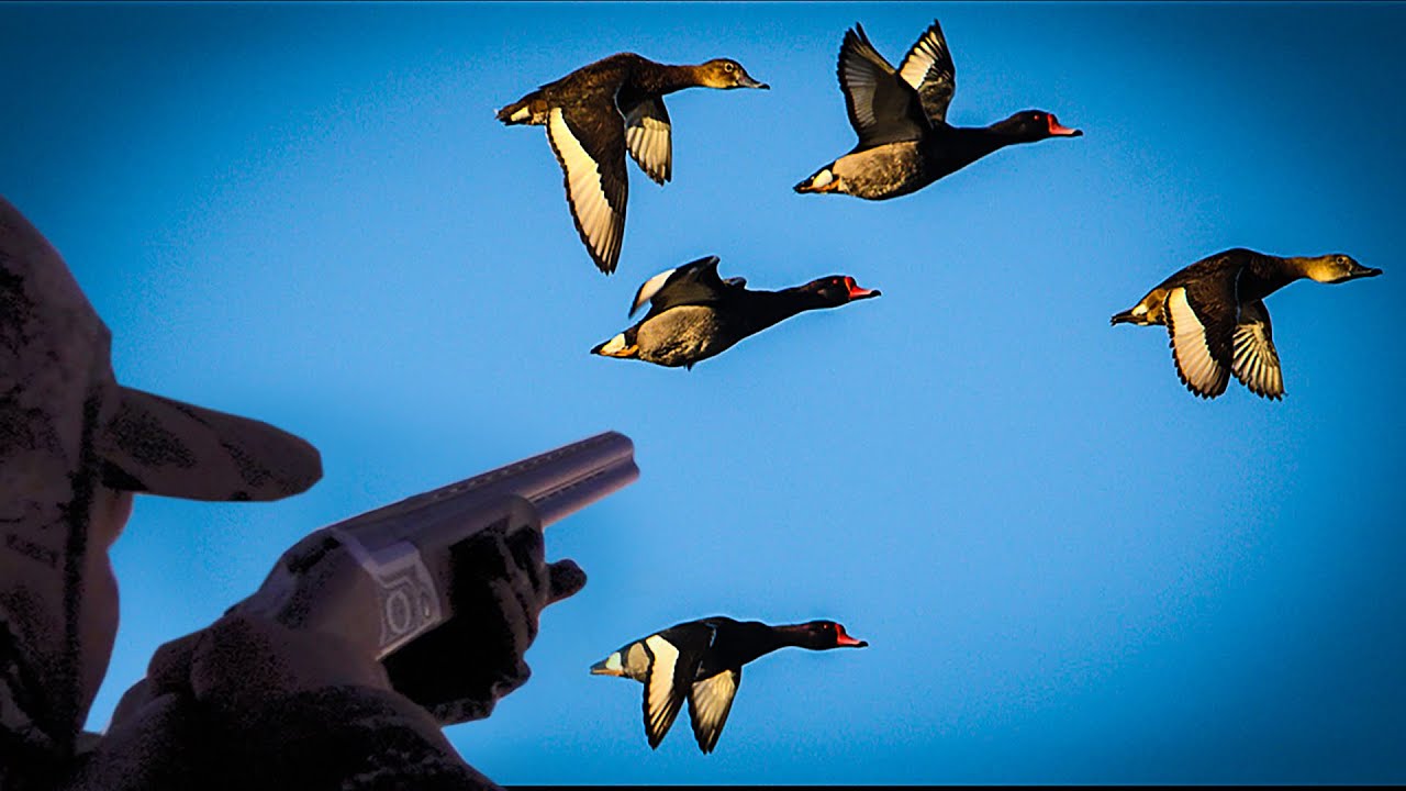 Ducks, Dove and Perdiz Catch Clean Cook Argentina Mixed Bag, As GOOD as it gets!