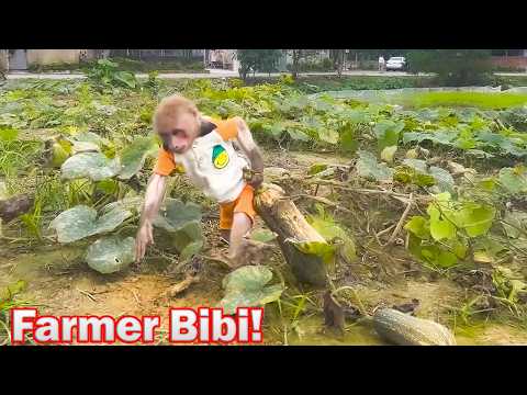 Bibi goes to the farm to help Uncle Phong harvest pumpkins for cooking!