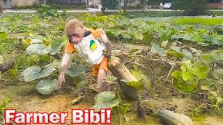 Bibi goes to the farm to help Uncle Phong harvest pumpkins for cooking!