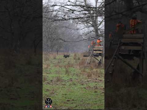 La plus belle compagnie de sangliers de la saison ! - Best wild boar group of the hunting season !