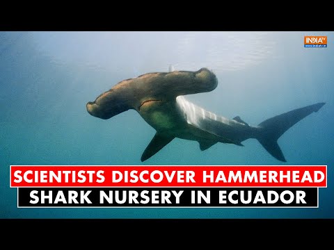 Scientists discover possible hammerhead shark nursery in Ecuador's Galapagos