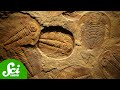 Late Devonian Extinction Concepts