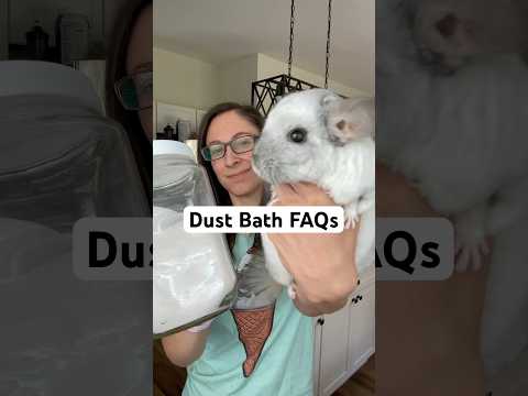 What else do you want to know? ๐ถโ๐ซ๏ธ #chinchilla #pets #dust #shorts