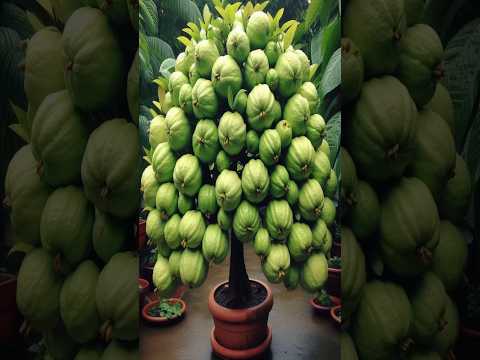 New Guava tree planting Methods to Harvesting more Guavas #satisfying #garden #gardening