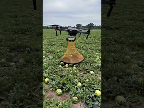 Drones capture wild boars that destroy crops2#villagelife#smartfarming #rurallife #farmingtraditions