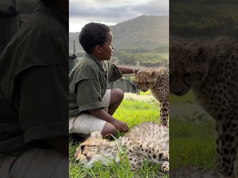 Would You Pet a Cheetah in Africa?