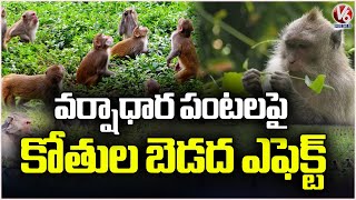 Monkey Menace Ruins Crops : Farmers Suffer Huge Losses In Rain Fed Areas | V6 News