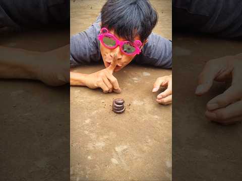 Don't go anywhere, watch until the end to see how these millipedes wake up #millipede