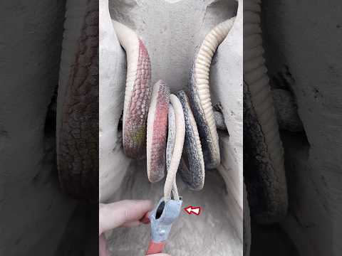 Snakes Locked Skills ๐ฑ#shorts