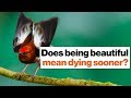 Club-winged Manakin: Beauty and Evolution