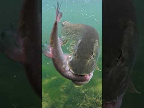 Pike always attack the head !! #pike #fishing #underwaterworld #pikeattack