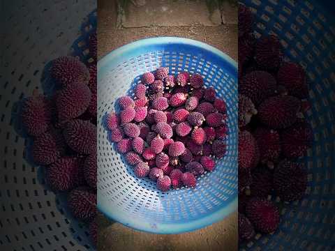 എൻറെ വീട്ടിലുള്ള കുറച്ചു variety fruits കണ്ടാലോ?(part3) #shorts #homegarden #shortvideo #fruitplants