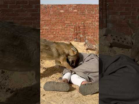 الديب بعد ما كان بيلعب مع الطفل اكلة #غدر #الذئب