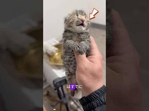 この死にそうな子猫は母親に捨てられた#猫#動物#救助#ペット#ショートビデオ