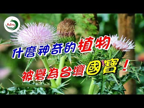 仟元大鈔上不起眼的植物，竟是台灣國寶！ - YouTube2分01秒)