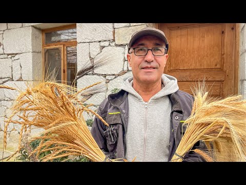 37 çeşit yerel buğday yetiştiriyor! (Ekolojik Yaşam ve Doğaya Dönüş)